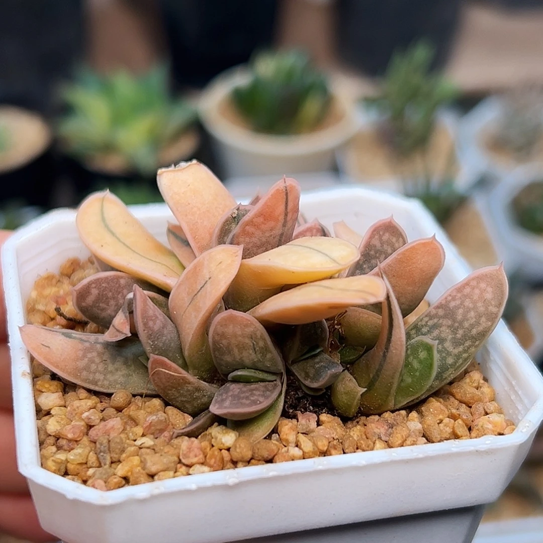 稀有子宝锦群一颗一颗