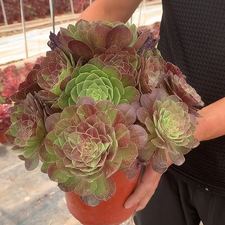 926花月夜多肉植物