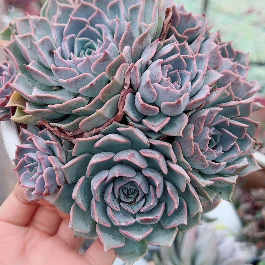 欧版海琳娜多头大盆精品
