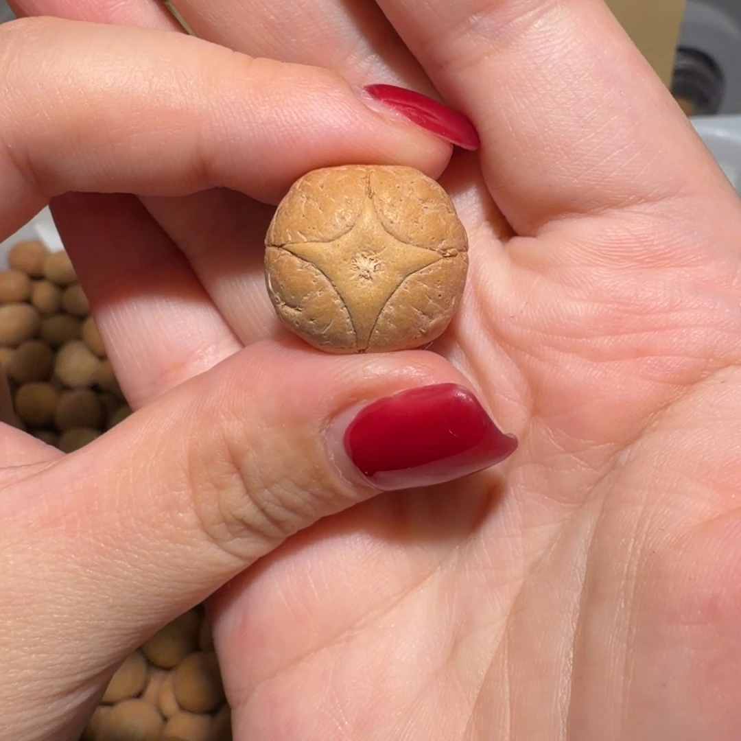 格***叽吊坠龙眼菩提格叽格叽