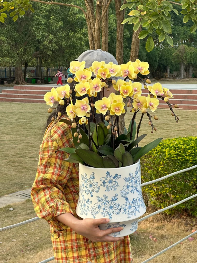 带剑《大吉大利蝴蝶兰》3.0寸高级黄色系蝴蝶兰，苗子不带花