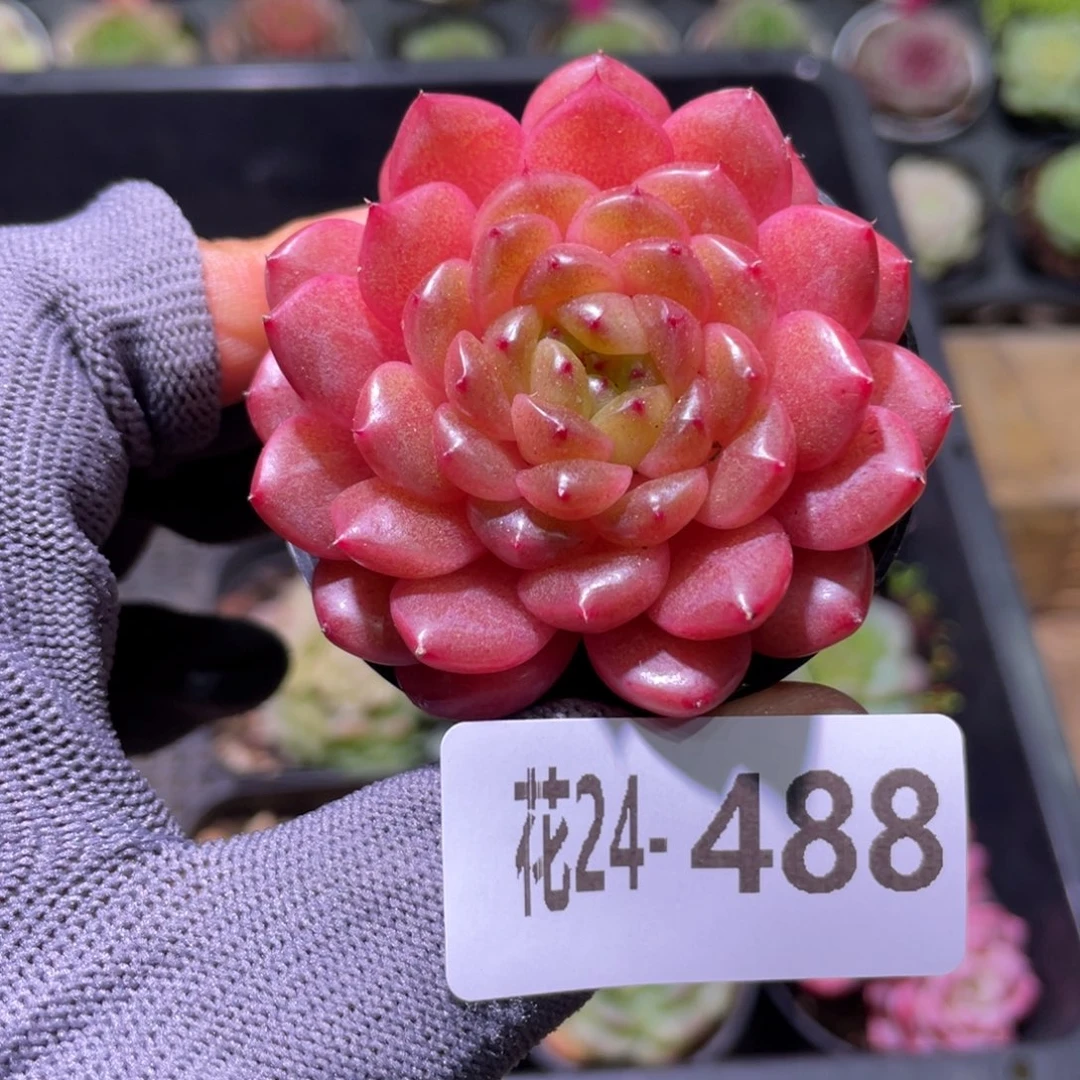 花利美24-488灵翠
