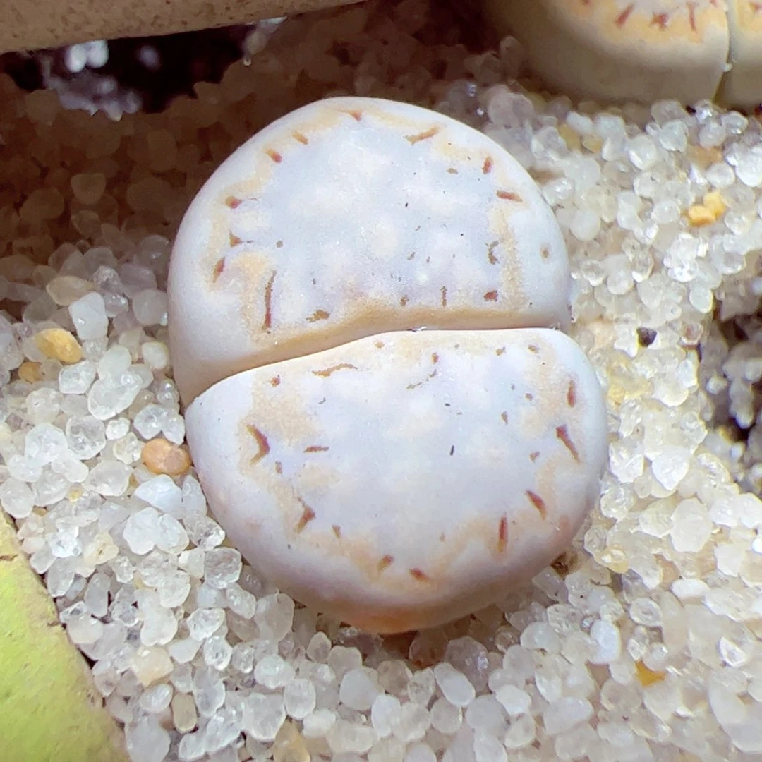 116优秀的肉肉40