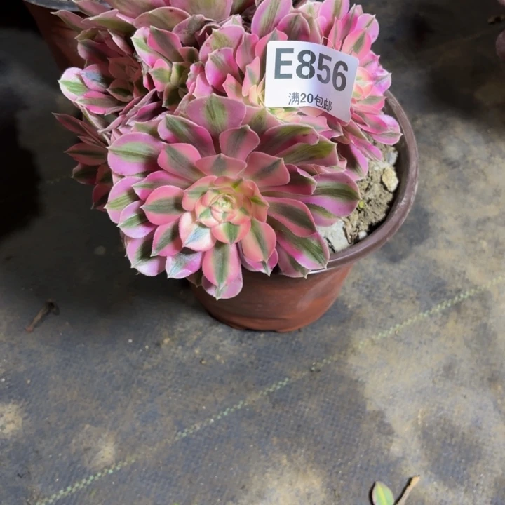 瑞妈，，。。。。。856女巫，