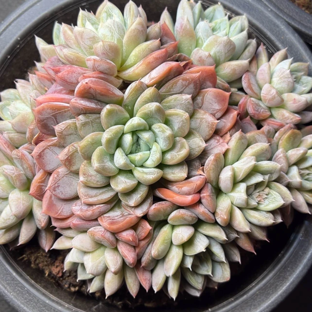 【闪购商品】艾莎公主多肉29.8