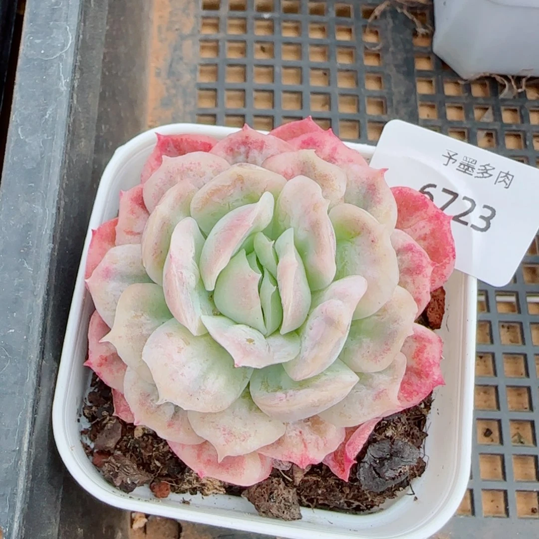 泡泡纱裙，6723多肉植物