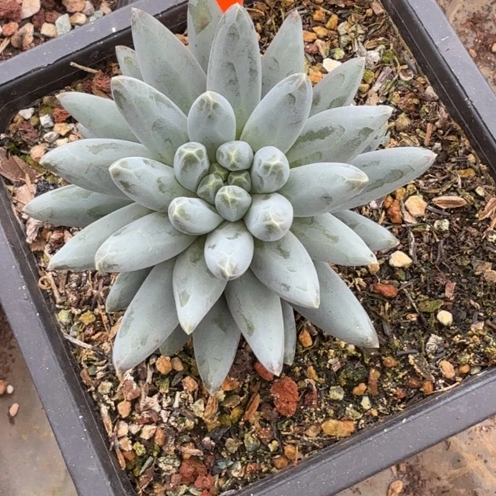 姜子牙一物一拍456