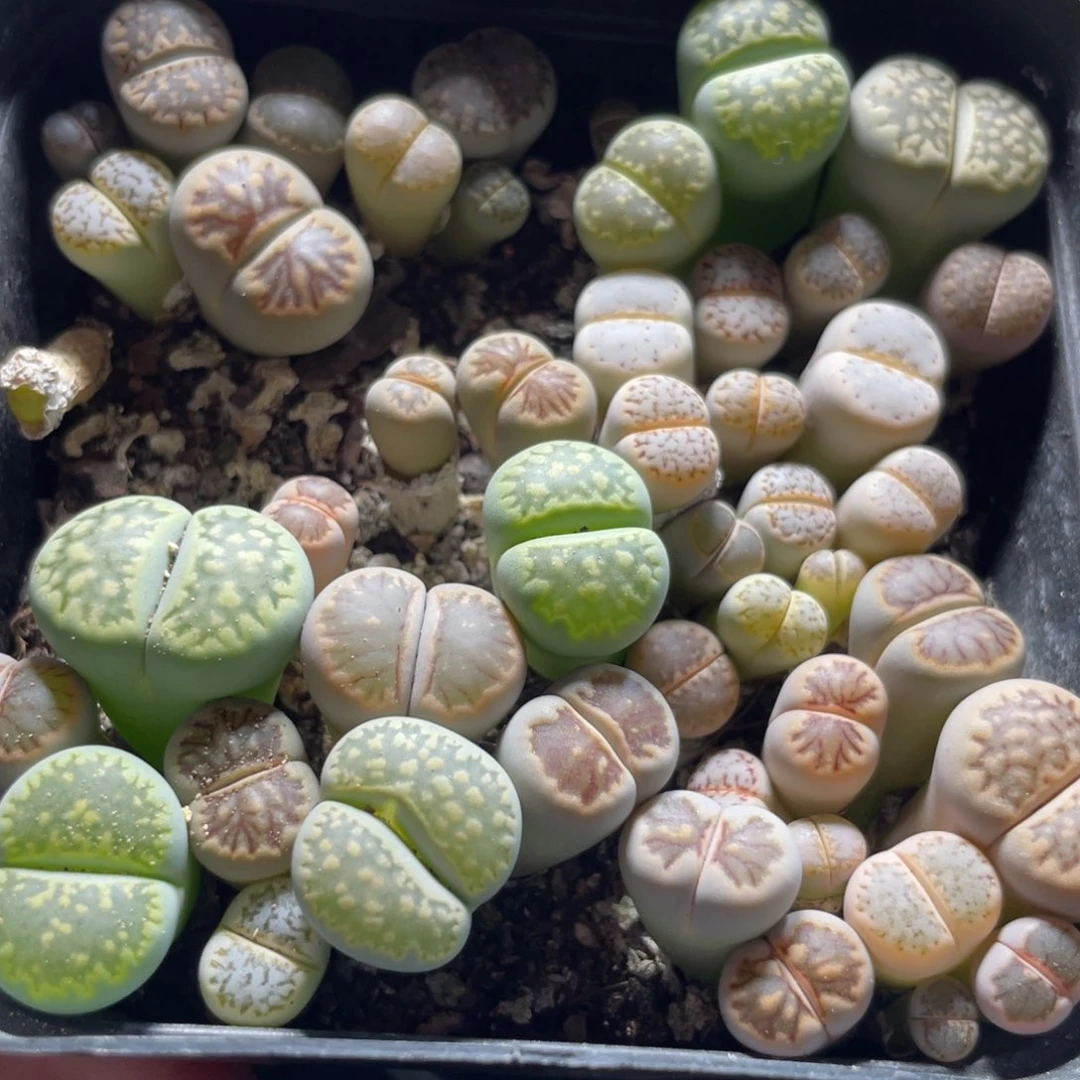 今晚大盆特价更新～19