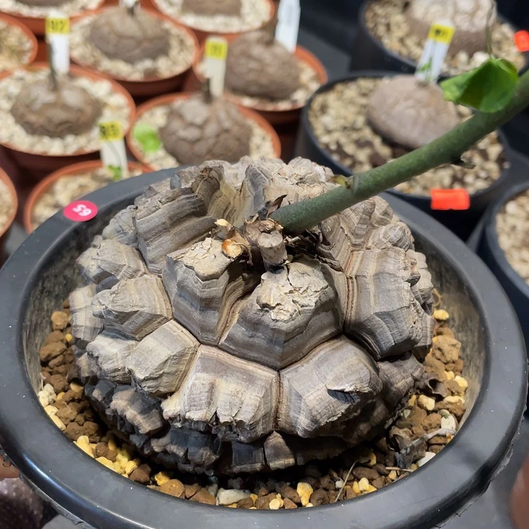65号龟甲龙不退不换