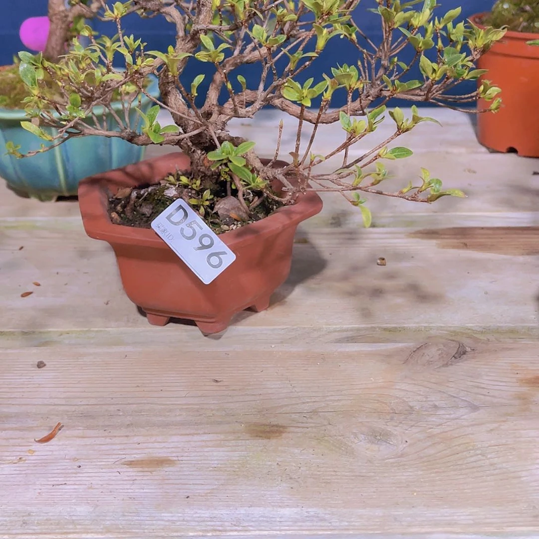 红陶直播时间一定一起