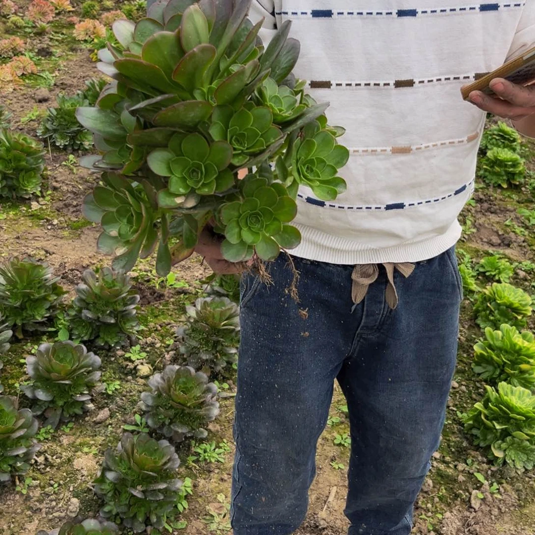 魅金多肉植物捧花的