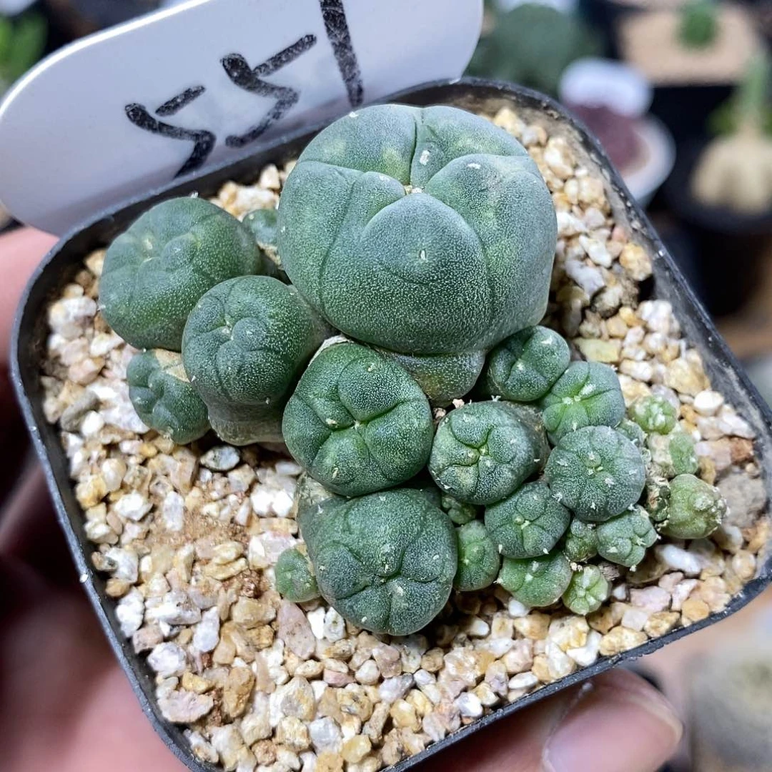 实生草球群生551号6cm