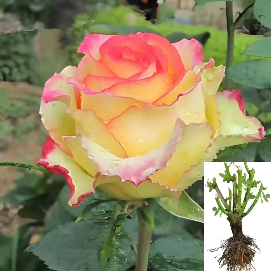 【阿班斯】云南玫瑰花苗基地直发绿植大花浓香四季开花直播阳台好养