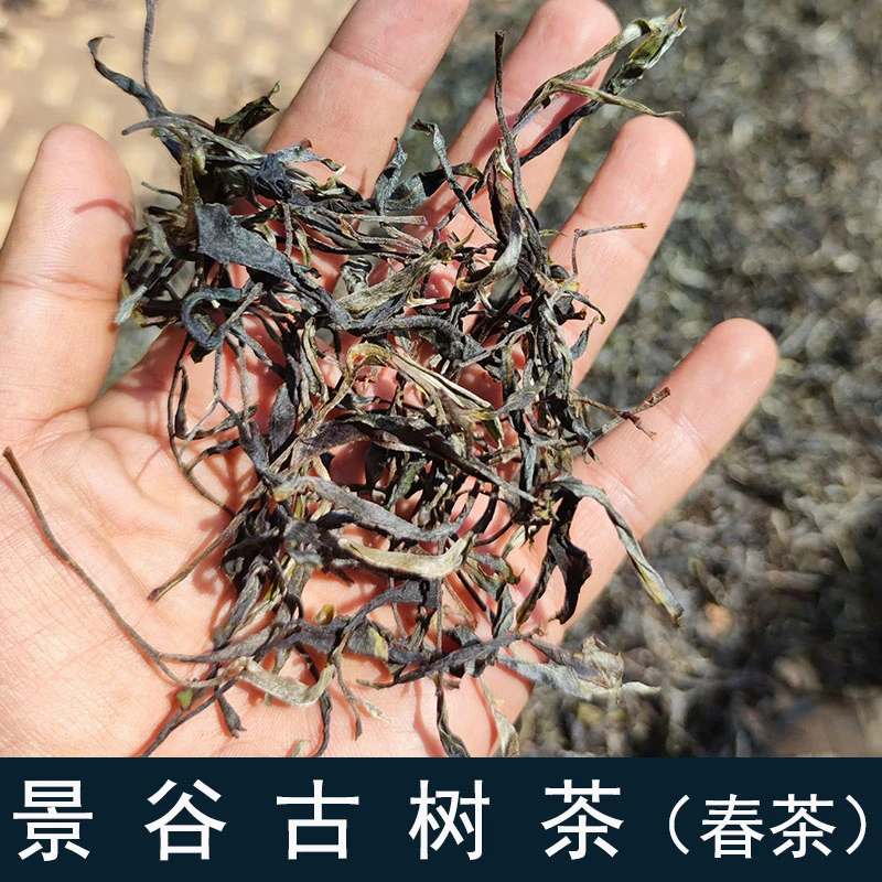 2025年云南景谷古树茶春茶头春纯料大树茶普洱生茶散茶花香茶气足