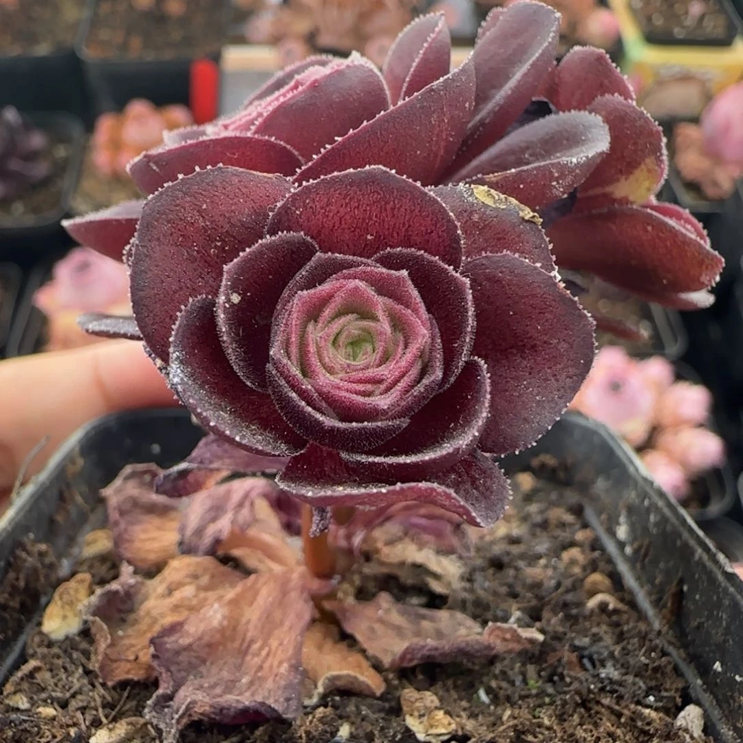 C*L360半城玫瑰万圣节明珠