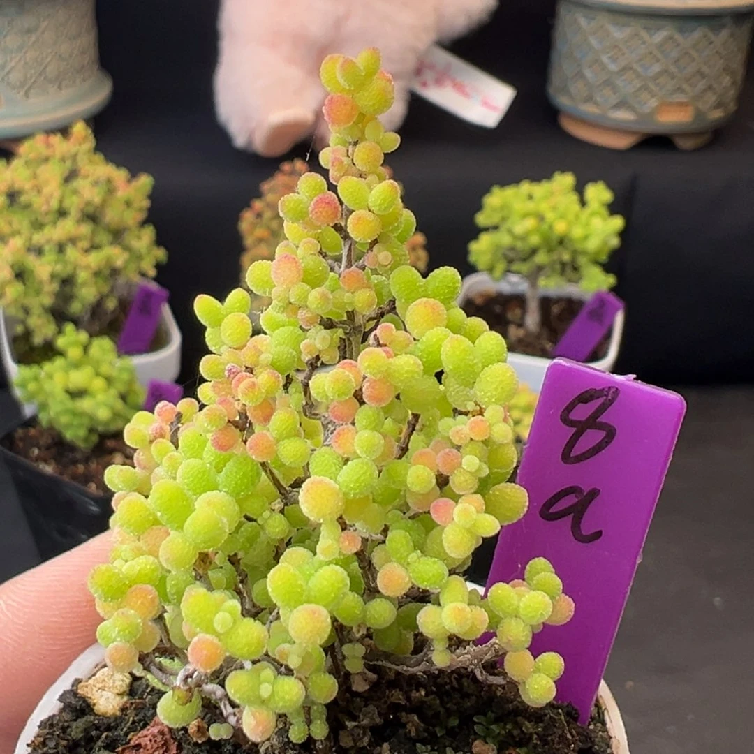 8a号彩蜜橘糖球5cm盆