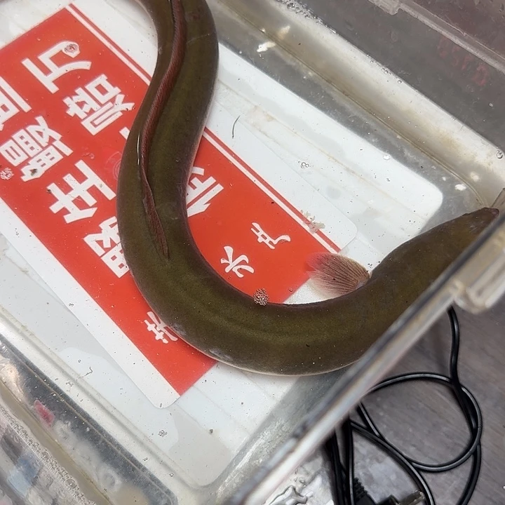 野生鳗鱼伤鳗、1.4斤