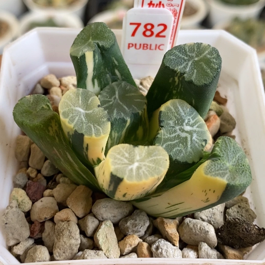 782个白妙万象锦多肉