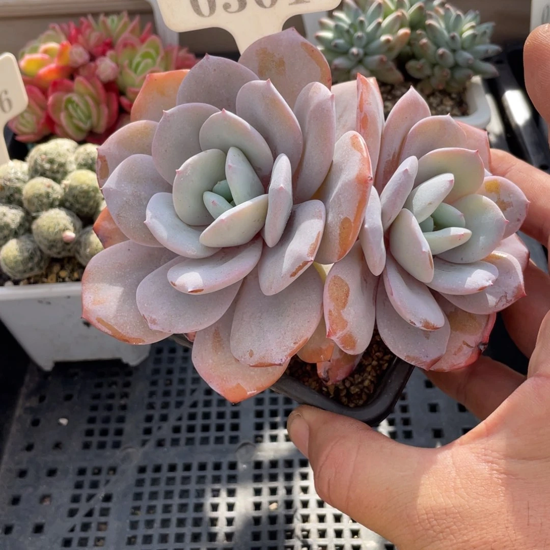 0301奶茶不带盆12厘米