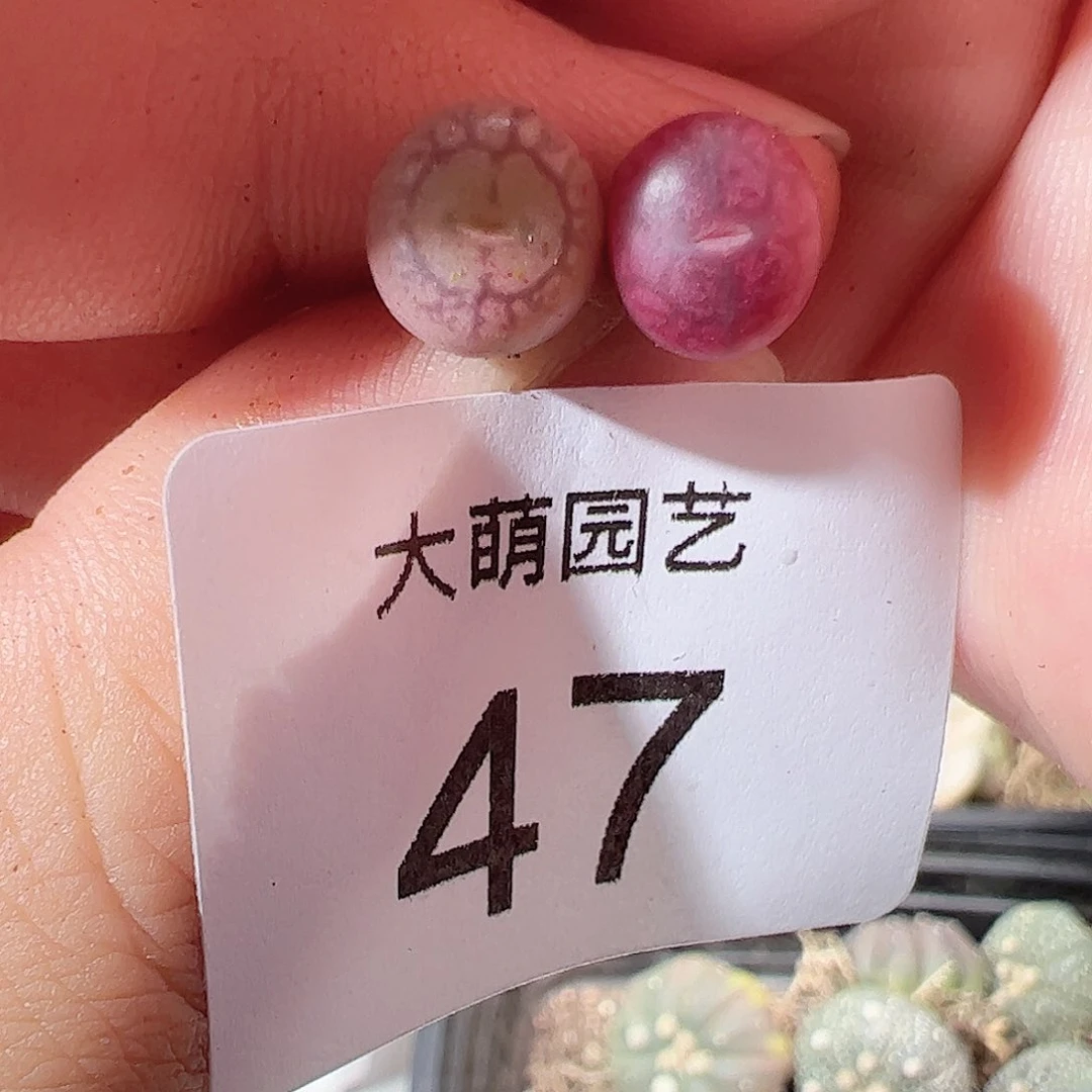 000047 一物一拍……