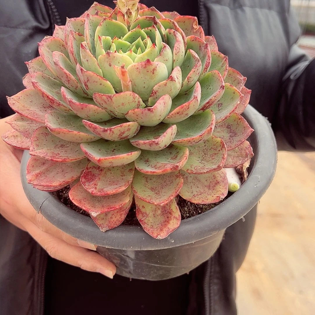 贝拉多娜大单头多肉