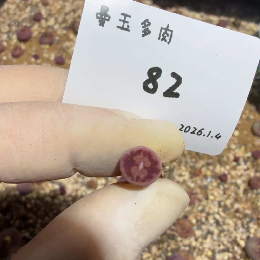 乔***儿多肉多肉多肉1.4-082