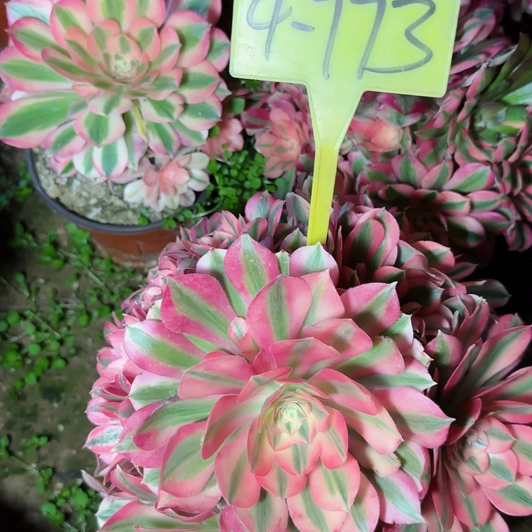 4-773---多头多肉植物