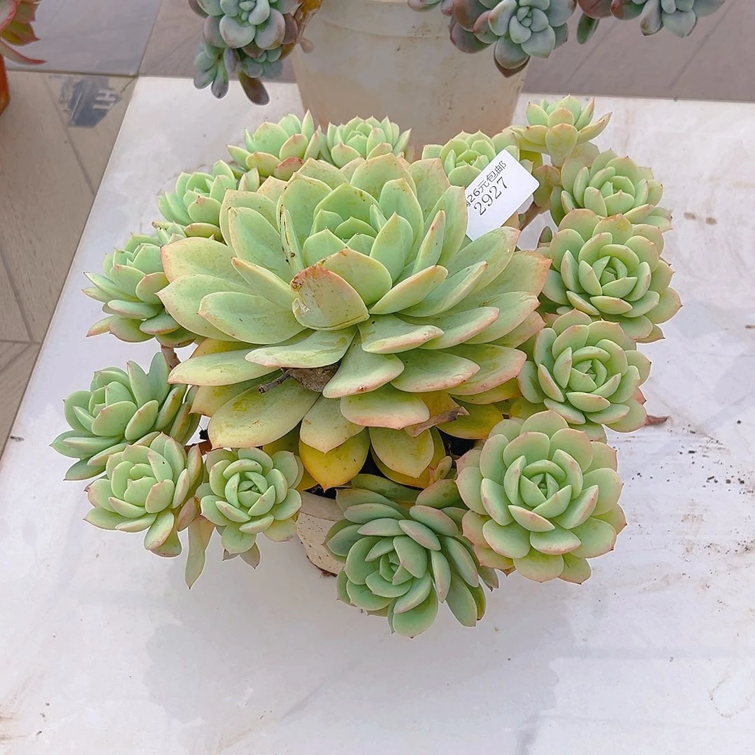 五***米2927恋曲多肉植物