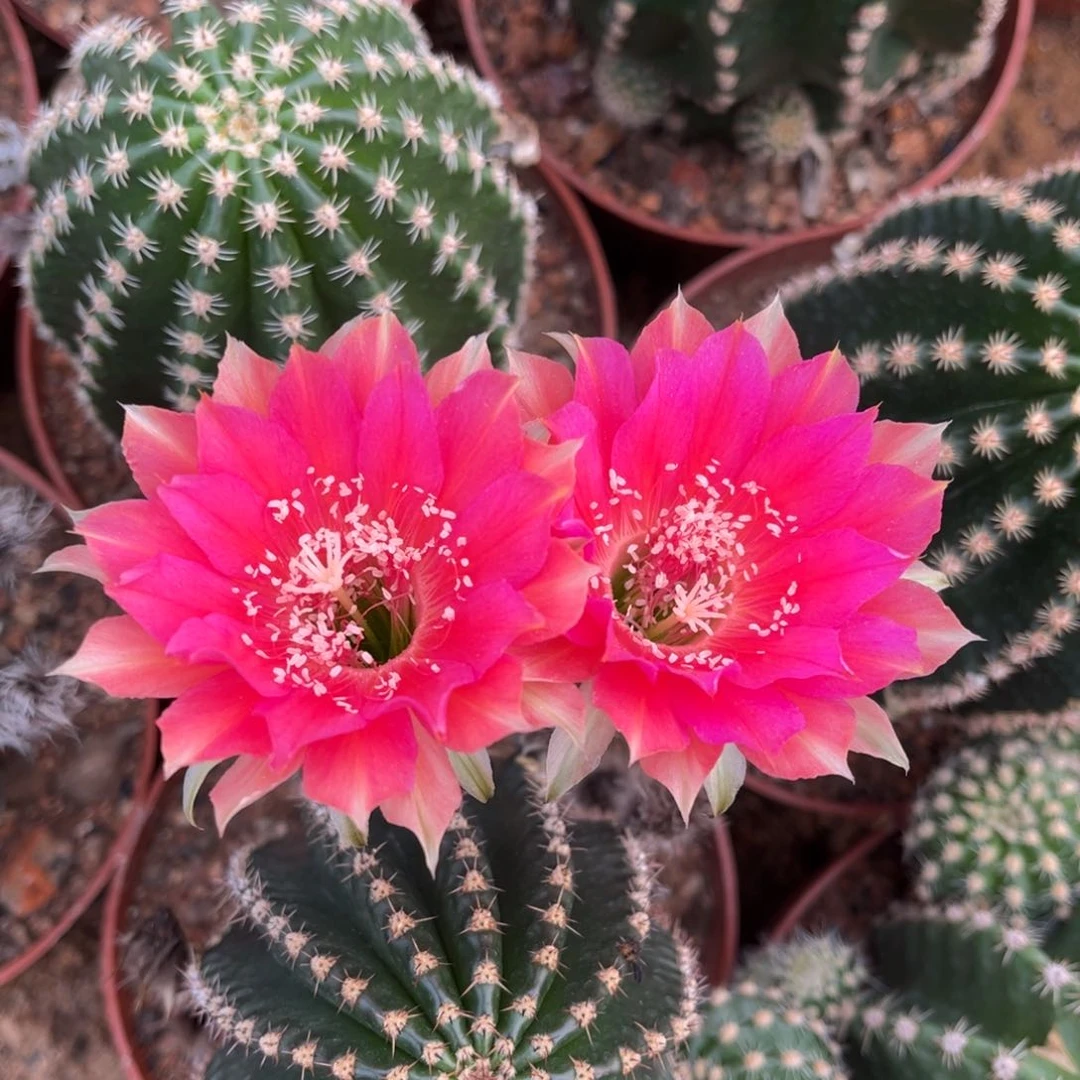 ?***）实生黑金刚仙人球1