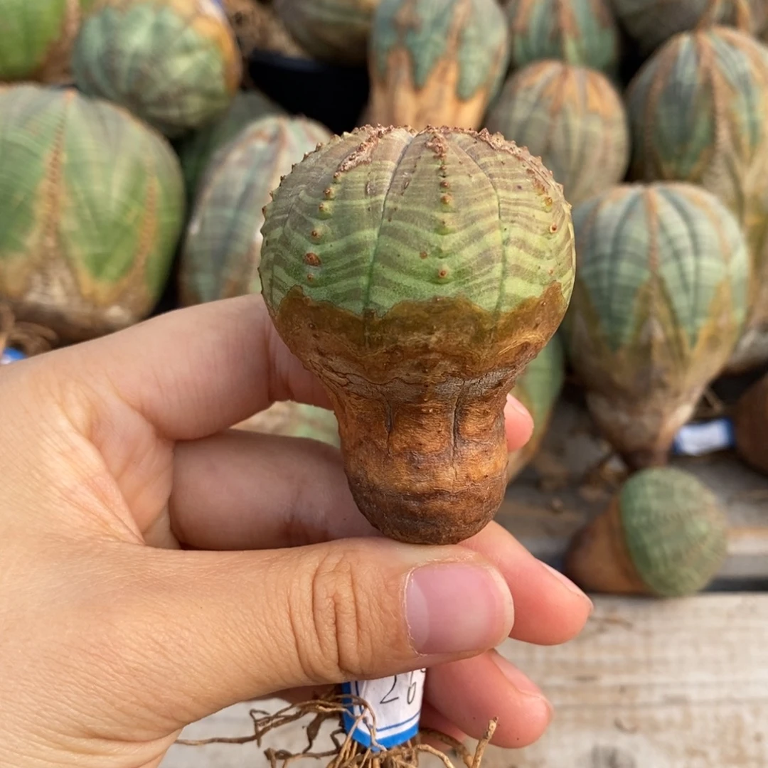 31欧系实生布纹球一物一拍