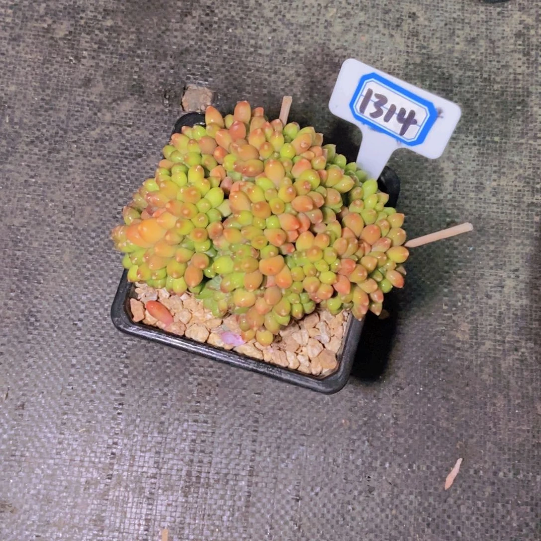 超***人1314千代田缀化一颗