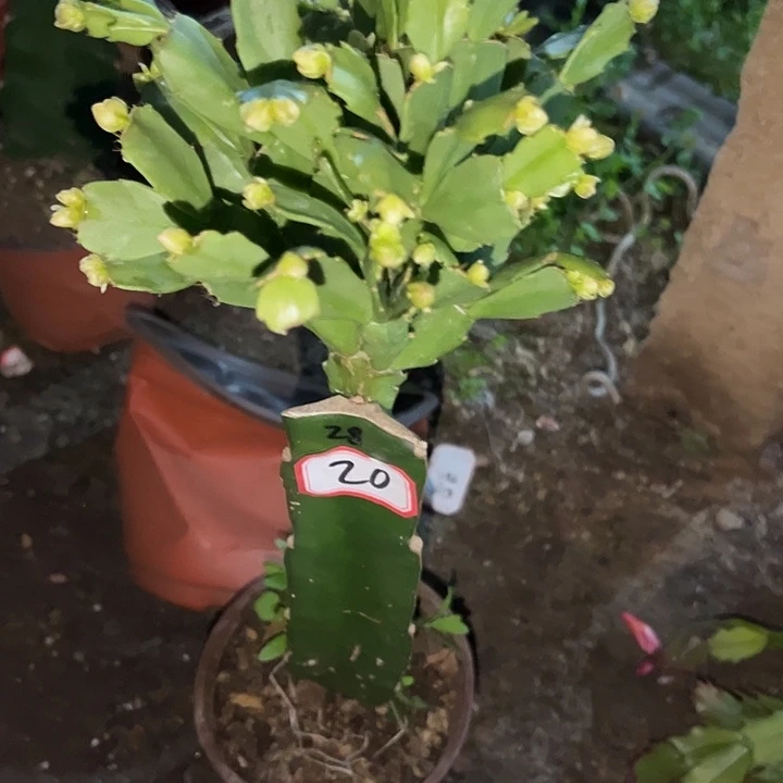 ****m，20号带盆028.嫁接苗