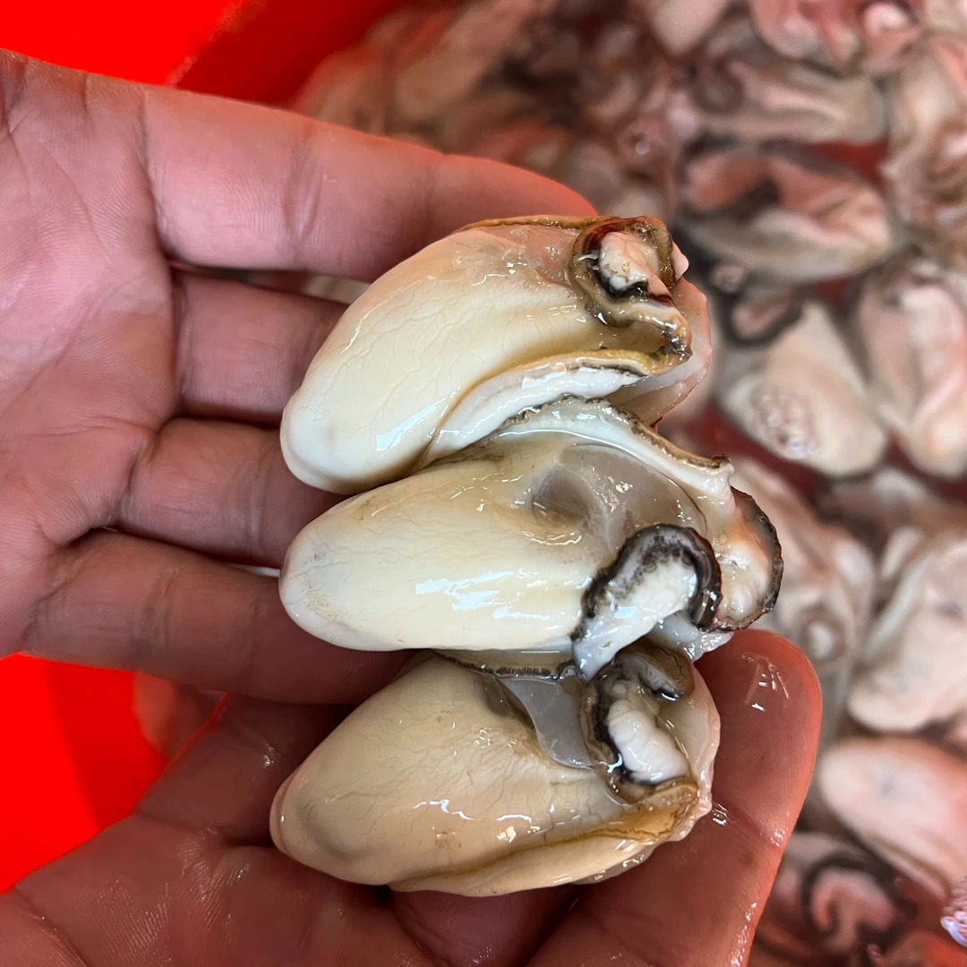 正宗台山生蚝【小蚝】28-32头 /斤白玉蚝 鲜甜脆口无渣台山特产顺丰