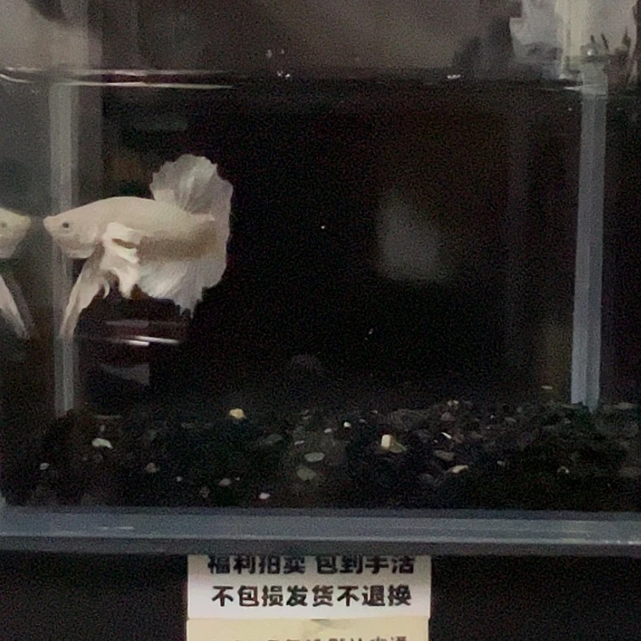 斗鱼竞拍跑单拉黑16日82