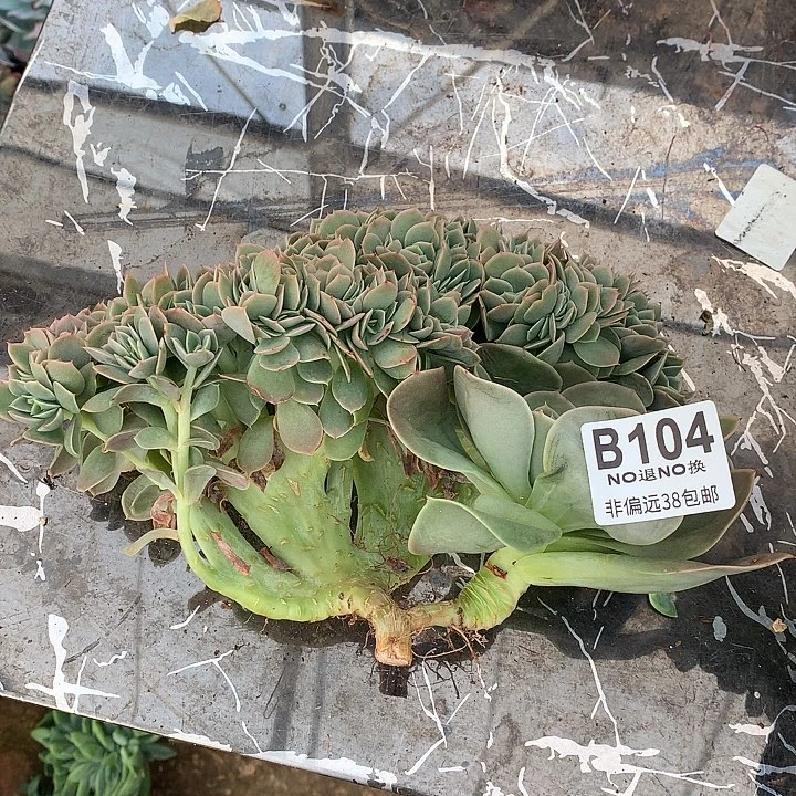 星娜塔缀化 中秋福利8折 需延迟发货