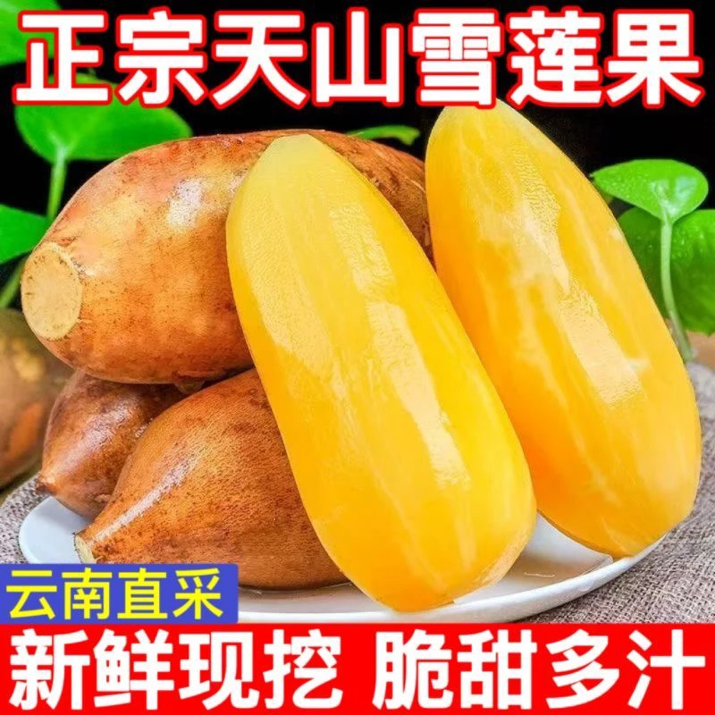 【鼠贝贝】新果云南天山黄心雪莲果新鲜水果脆甜多汁孕妇低糖现货