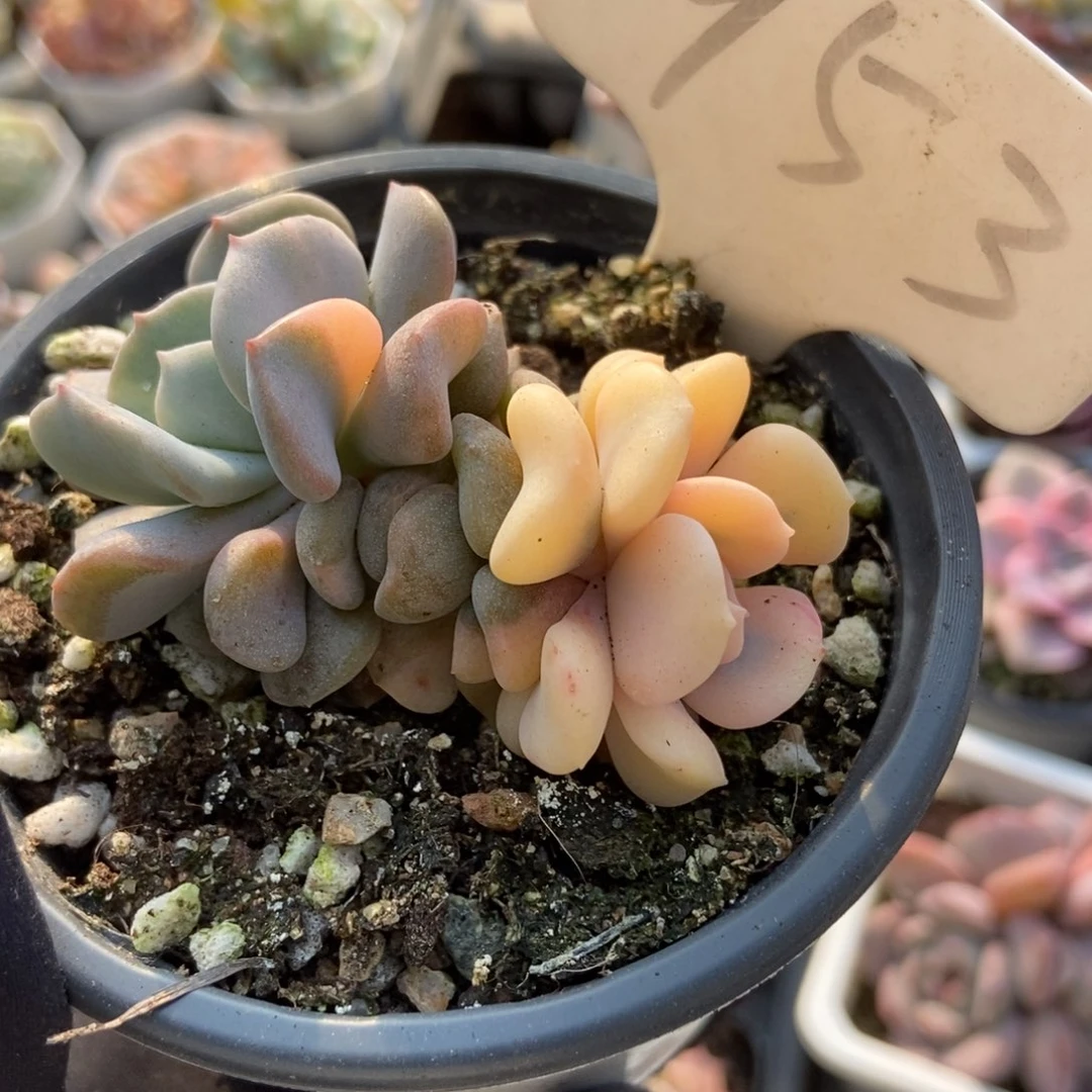 953雪精灵锦多肉植物