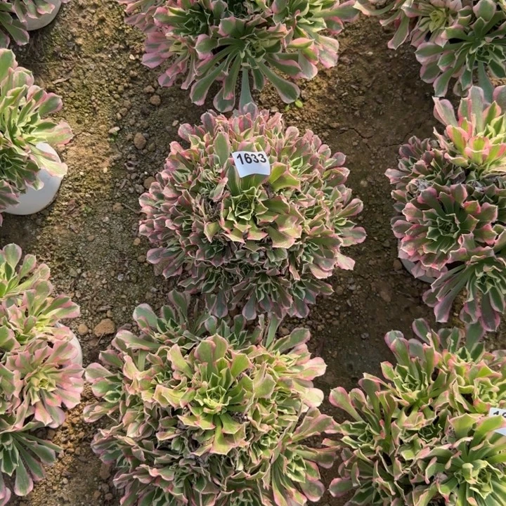 1633白凤清棚处理不包断枝