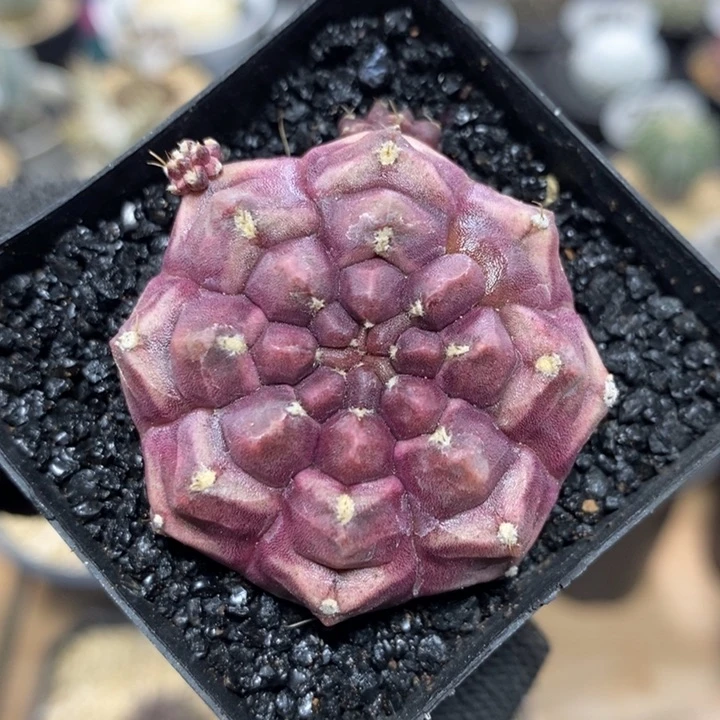 紫皮梦想86号4cm