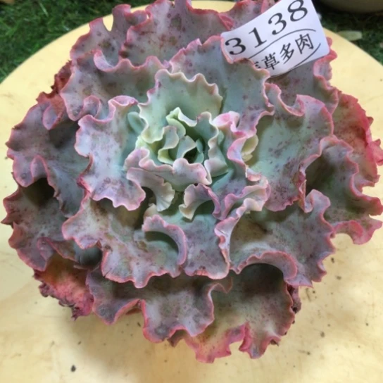高沙，3138，一物一拍