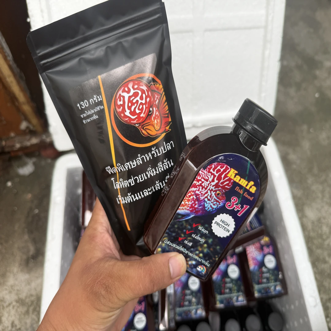 「超萌好物」泰国进口泰金毒苗精挑退沙基因金花火凤毒苗精挑瓜子苗