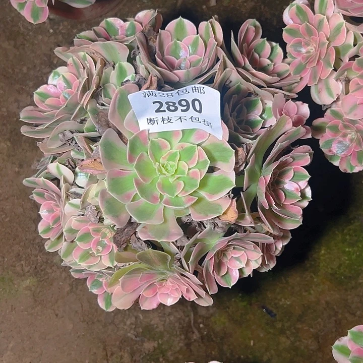 2890粉女巫多肉植物