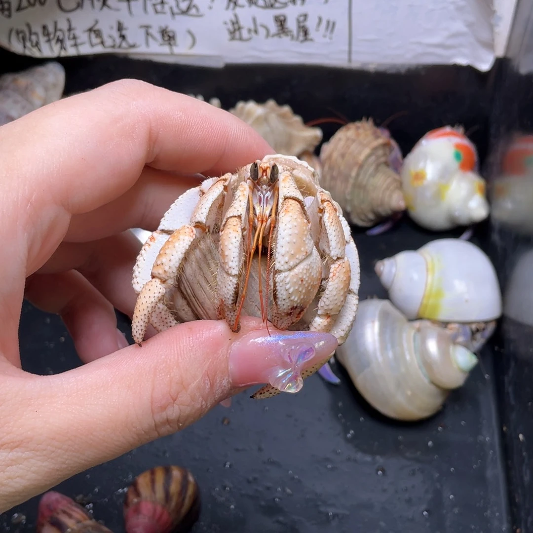 2.5口奶黄包毛球寄居蟹