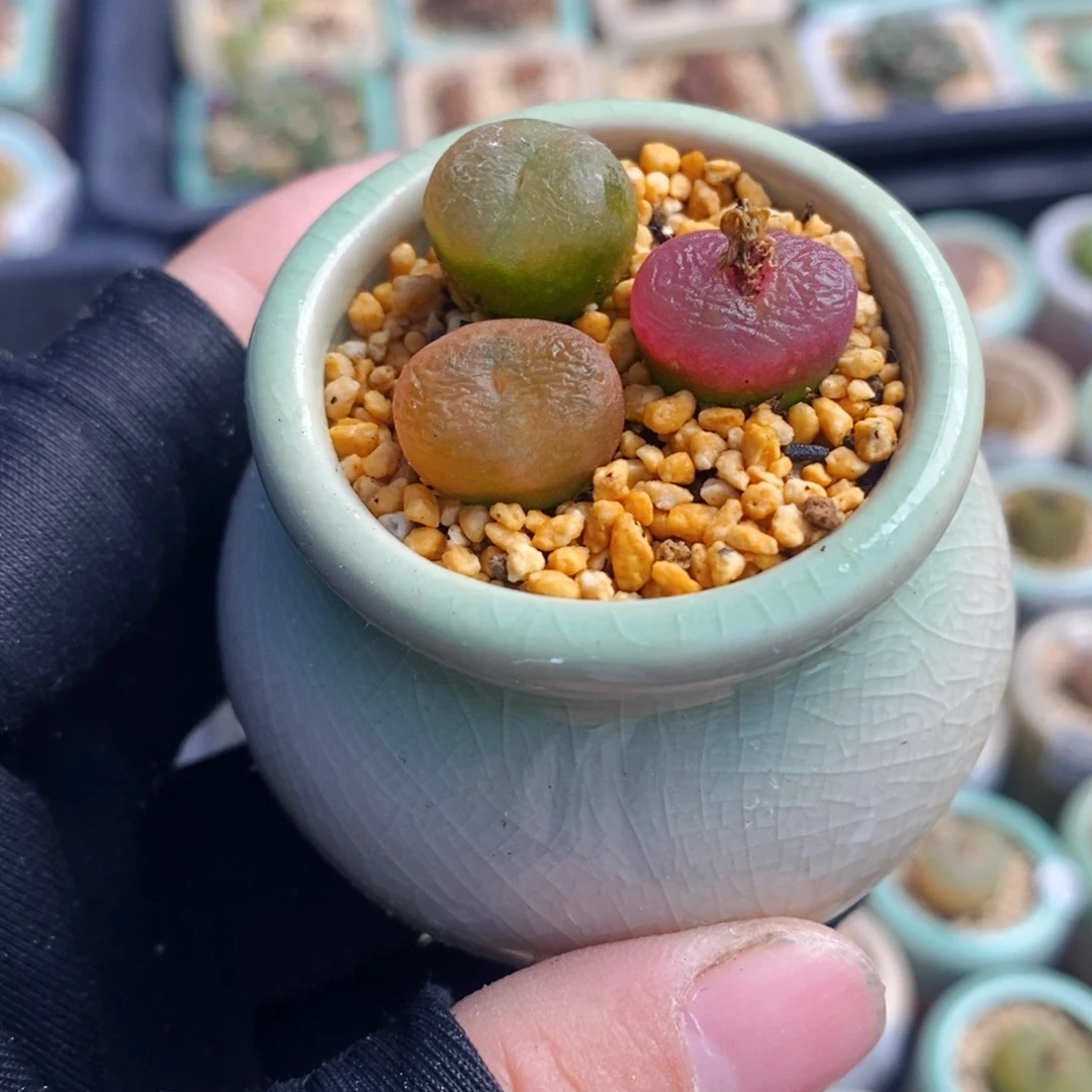 2736-一物一拍 带盆1801.1蟠桃