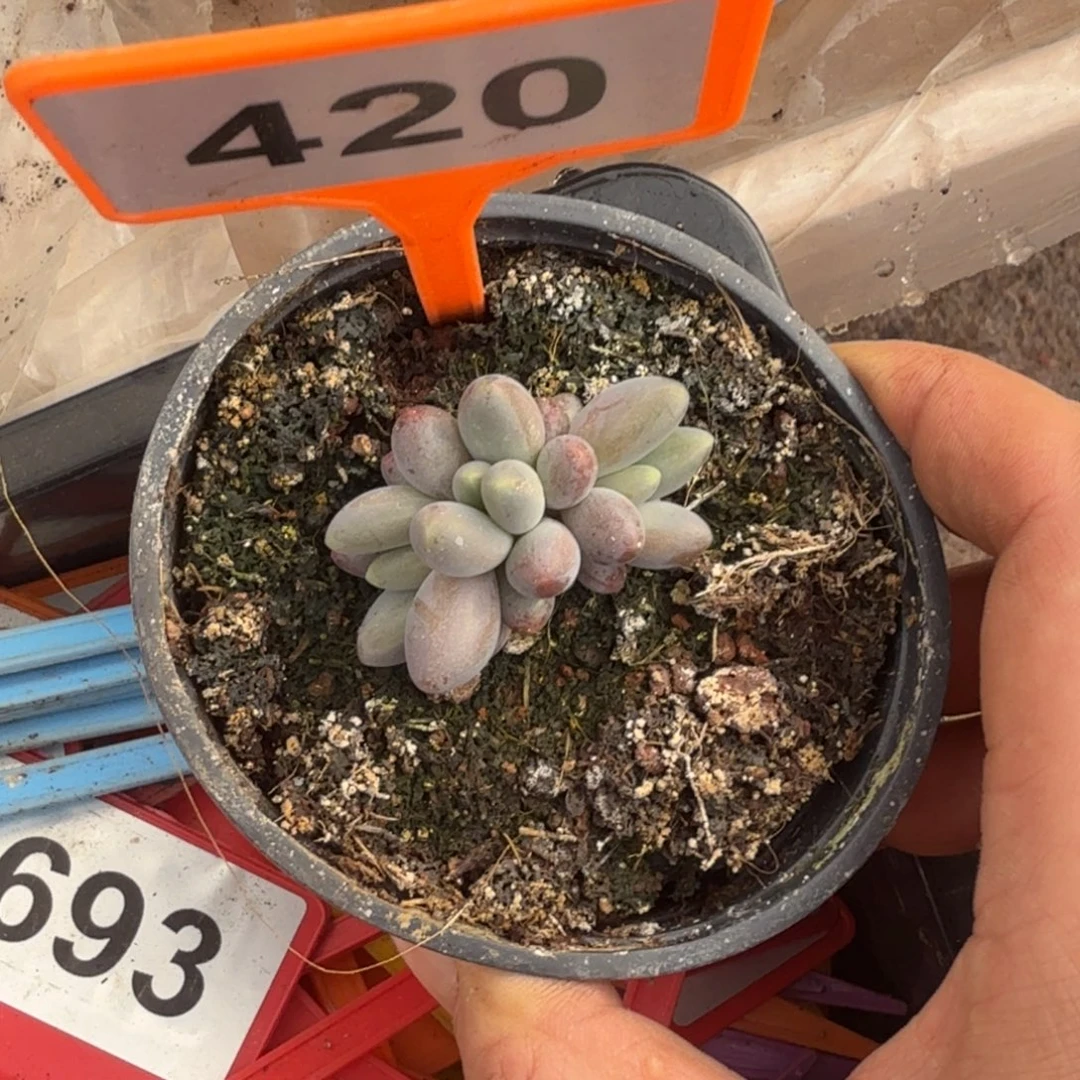多肉植物烟花群420