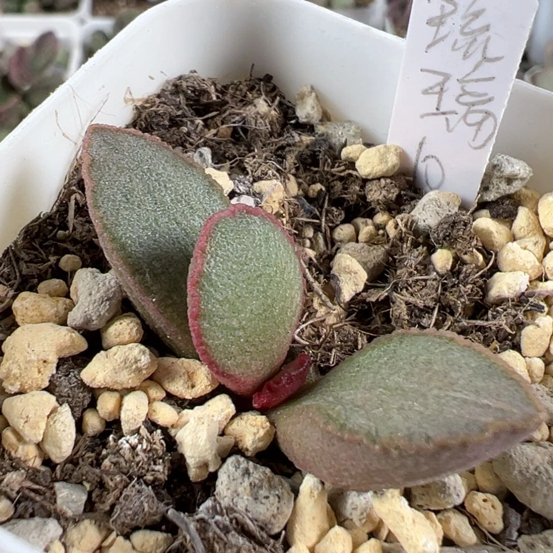 w琉璃磨砂蛋多肉植物水泡