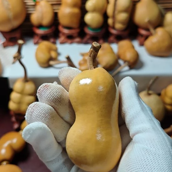 领***悟精品土豆葫芦一物一拍