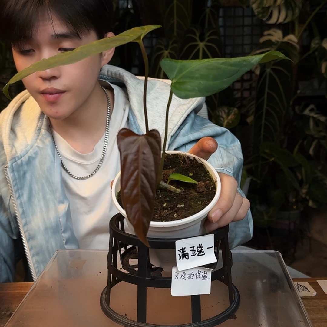 完全开放P50绿箭杂希尼亚