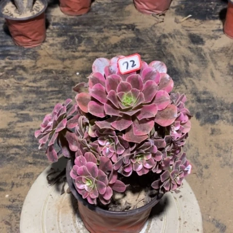美杜莎捧花一物一拍