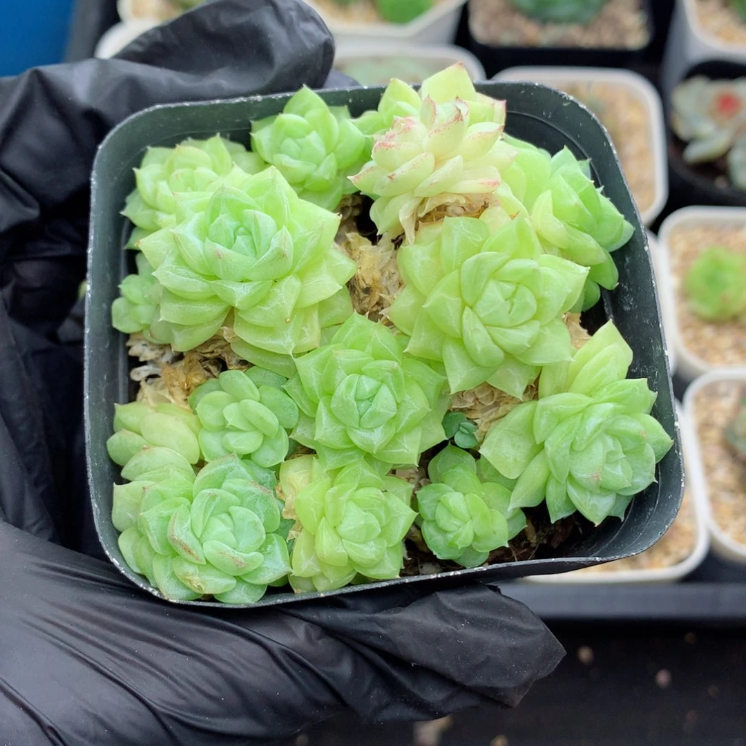 58包邮  群生不包整白天鹅74